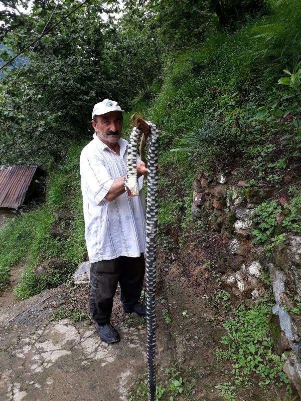 Bahçesinde Gördüğü 2 Metrelik Endemik Tür Yılanı, Sopayla Öldürdü