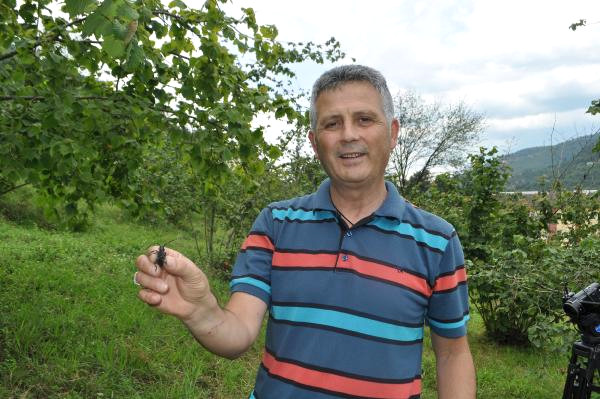 Karadeniz’de Fındıkta ‘Drakula’ Böceği Tehdidi