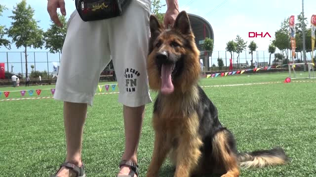Trabzon Alman Kurdu Köpekler Yetenekleri ile Yarıştı, ‘Zibbo’ Birinci Oldu Hd