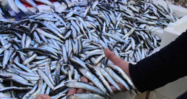 Vatandaş Bu Sene Hamsiye Doyacak! Bir Günde 500 Ton Avlandı