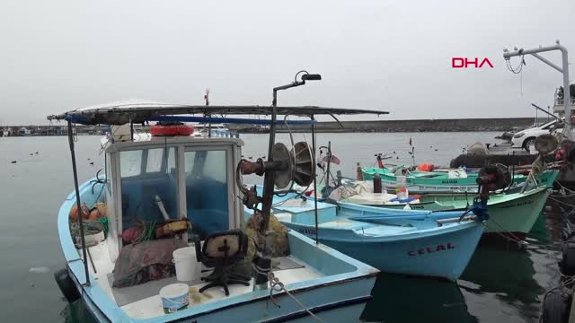 Trabzon Karadeniz’de Artan Yunus Sayısı Balıkçılığı Tehdit Ediyor