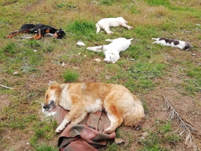 Trabzon’da Sokakta Yaşayan 8 Köpek ve 2 Kedi Ölü Bulundu