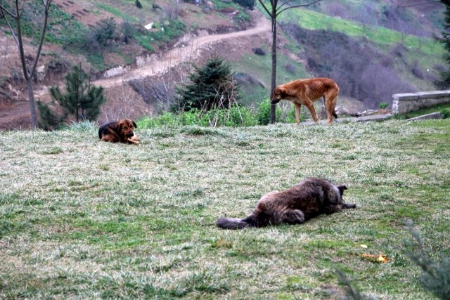 Trabzon’da Bir Mahallenin Başı Köpeklerle Dertte
