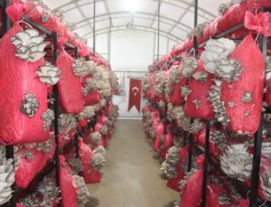 İzmit yılın ilk hasadını gerçekleştirdi