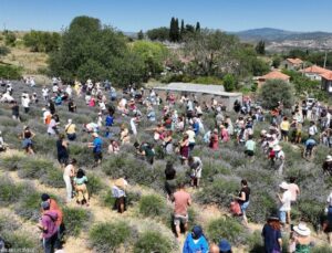 Üreticilere lavanta sürece tesisi muştusu