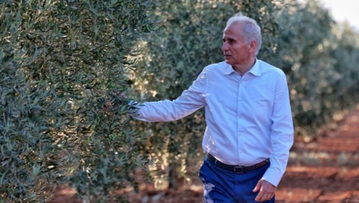 Denizli’de zeytin seferberliği