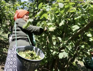 Trabzon’da Fındık Hasadı Başladı