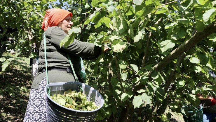 Trabzon’da Fındık Hasadı Başladı
