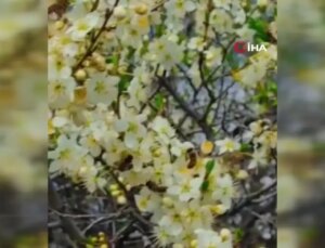 Bal Üreticileri Son 10 Yılın En Verimsiz Dönemini Yaşadı
