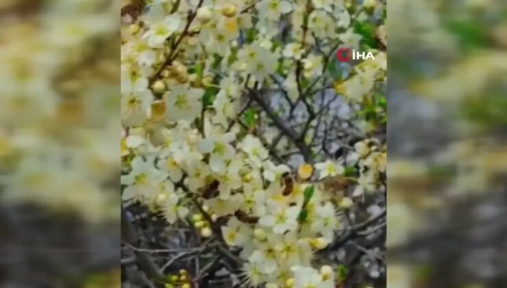 Bal Üreticileri Son 10 Yılın En Verimsiz Dönemini Yaşadı