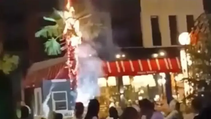 Sönmeyen izmarit palmiyeyi küle çevirdi