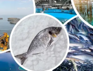 Su eserleri yetiştiriciliği desteklenecek… Verilecek ödemeler muhakkak oldu