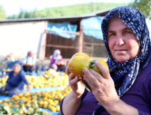 Adana’nın Kozan İlçesinde Trabzon Hurması Hasadı Başladı