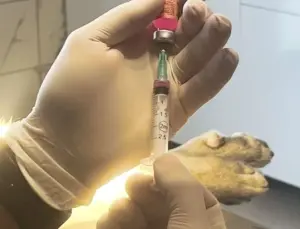 İstanbul Valiliği: Kentte son kuduz olayı 19 yıl evvel görüldü