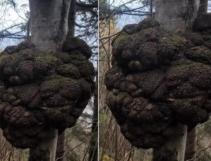 Ormanda gezen avcı fark etti! Kıymeti altınla yarışıyor, büyüklüğü inanılmaz