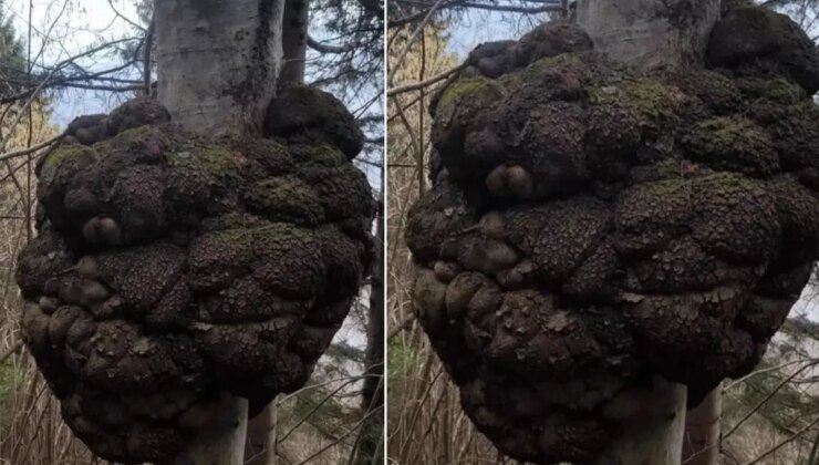 Ormanda gezen avcı fark etti! Kıymeti altınla yarışıyor, büyüklüğü inanılmaz