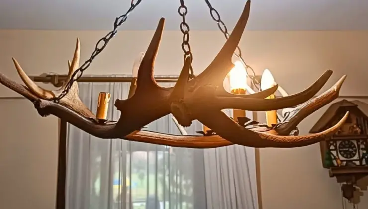 Tekirdağ kaçak tahnit ve trofe operasyonu… 40 kesim ele geçirildi