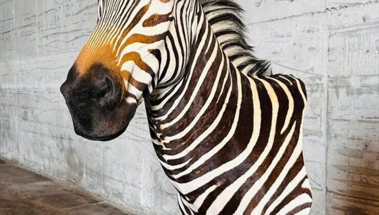 Tarım ve Orman Bakanlığı yaban hayvanı trofeleri bulunan 19 kargoya el koydu