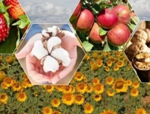 2026’da bitkisel üretimde büyük artış bekleniyor