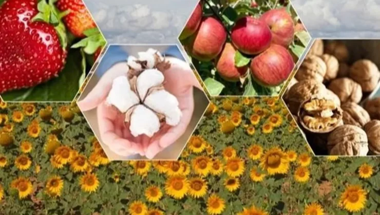 2026’da bitkisel üretimde büyük artış bekleniyor