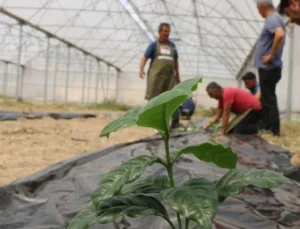Adana’da kahve üretimi için birinci fidan toprakla buluştu