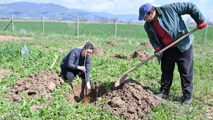 Antalya Büyükşehir ipek böceği yetiştiriciliğini yaygınlaştırıyor