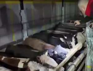 Kurban Bayramı öncesi canlı hayvan denetimine sıkı kontrol
