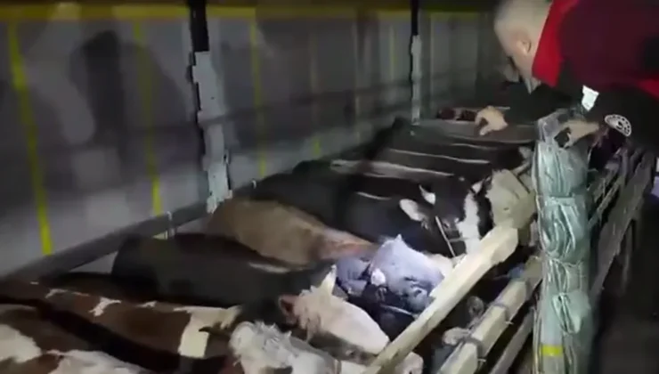 Kurban Bayramı öncesi canlı hayvan denetimine sıkı kontrol