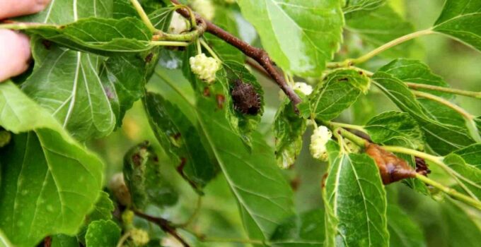 Karadeniz’de istilacı çeşitlerin tarım eserleri üzerindeki tesirleri inceleniyor