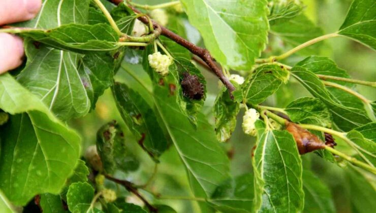 Karadeniz’de istilacı çeşitlerin tarım eserleri üzerindeki tesirleri inceleniyor