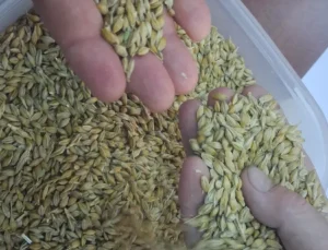 Keşan’da birinci arpa hasadı satıldı… Birinci eser 17,50 TL’den satıldı