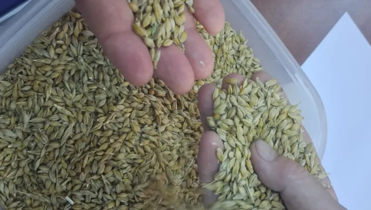 Keşan’da birinci arpa hasadı satıldı… Birinci eser 17,50 TL’den satıldı