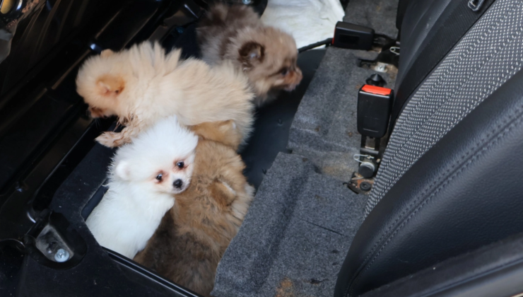 Kapıkule’de araçta gizlenen 5 yavru köpek ele geçirildi