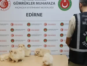 Kapıkule’de kaçakçılık operasyonu… 6 Pomeranian yavrusu ele geçirildi!