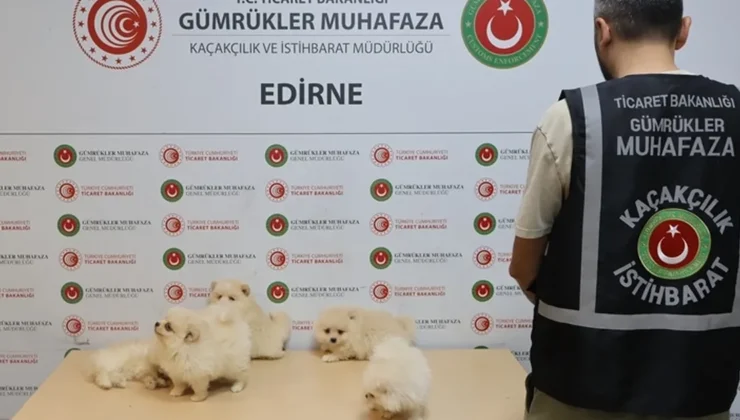 Kapıkule’de kaçakçılık operasyonu… 6 Pomeranian yavrusu ele geçirildi!